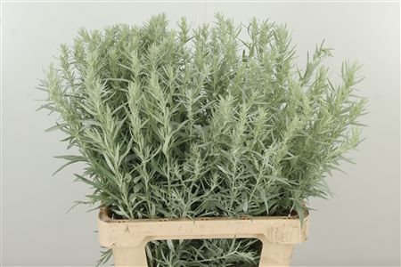 Bio Artemisia Silver Queen – čerstvý rezaný kvet, dĺžka: 65 cm, pôvod: NL