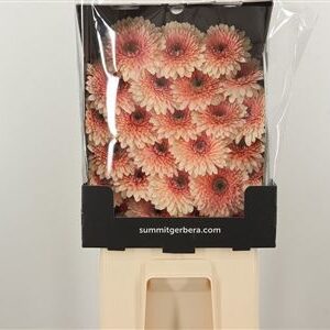 Gerbera Ge Mi @ Pomponi Jayjay – čerstvý rezaný kvet, dĺžka: 45 cm, pôvod: NL