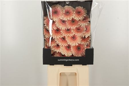 Gerbera Ge Mi @ Pomponi Jayjay – čerstvý rezaný kvet, dĺžka: 45 cm, pôvod: NL
