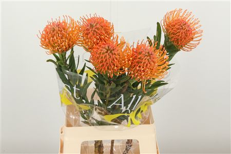 Leucadendron Ayoba Pink rezaný kvet