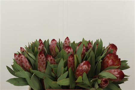 Protea Robijn rezaný kvet