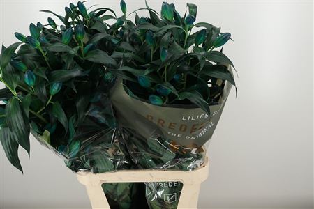 Li Or Dyed Double Bowl Of Beauty Blue – čerstvý rezaný kvet, dĺžka: 100 cm, pôvod: NL