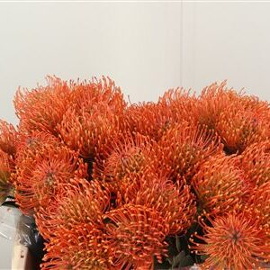 Leuco Ayoba Mandarin Zest – čerstvý rezaný kvet, dĺžka: 50 cm