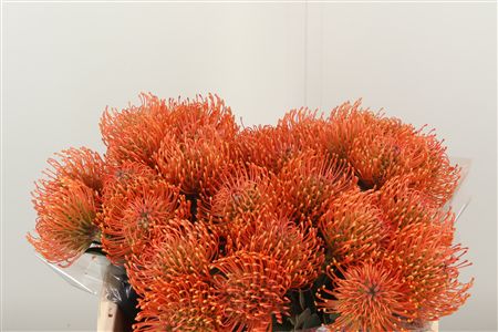 Leuco Ayoba Mandarin Zest – čerstvý rezaný kvet, dĺžka: 50 cm