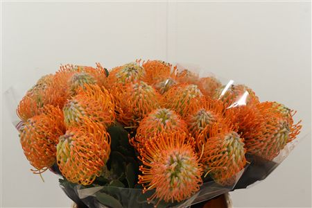 Leuco Soleil – čerstvý rezaný kvet, dĺžka: 40 cm, pôvod: ZA