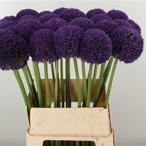 Allium Ambassador – čerstvý rezaný kvet, dĺžka: 90 cm, pôvod: NL