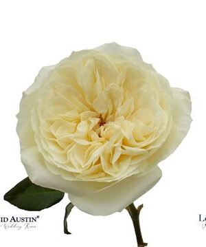 R Gr Austin Leonora – čerstvý rezaný kvet, dĺžka: 50 cm, pôvod: CO