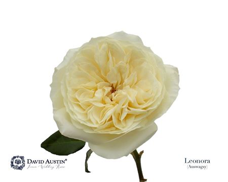 R Gr Austin Leonora – čerstvý rezaný kvet, dĺžka: 50 cm, pôvod: CO