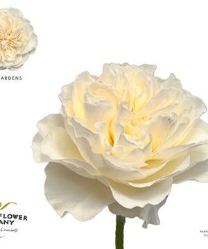 R Gr Vicky Garden – čerstvý rezaný kvet, dĺžka: 50 cm, pôvod: CO