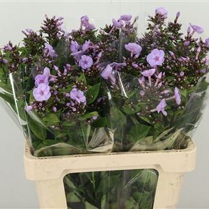 Phlox Butterfly Lavender – čerstvý rezaný kvet, dĺžka: 60 cm, pôvod: NL