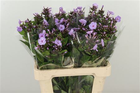 Phlox Butterfly Lavender – čerstvý rezaný kvet, dĺžka: 60 cm, pôvod: NL