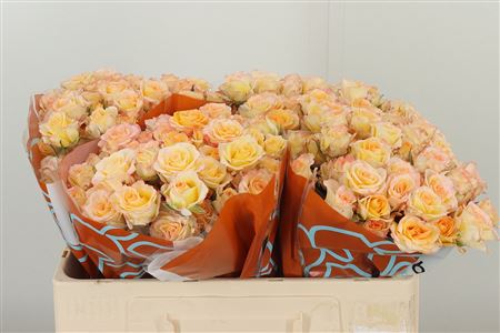 R Tr Sweet Chablis – čerstvý rezaný kvet, dĺžka: 50 cm, pôvod: ET