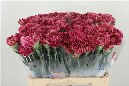 Karafiát Viper Wine 70 cm vo vínnej farbe