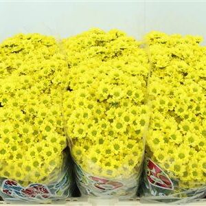 Chr San Mad Ringa Yellow – čerstvý rezaný kvet, dĺžka: 55 cm, pôvod: NL