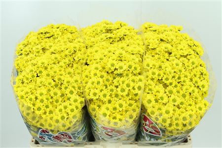 Chr San Mad Ringa Yellow – čerstvý rezaný kvet, dĺžka: 55 cm, pôvod: NL