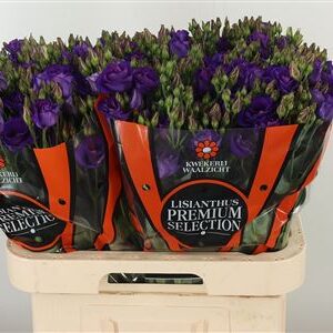 Biela Eustoma Rosita White s plnými kvetmi