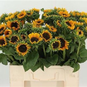 Helianthus Sonja – čerstvý rezaný kvet, dĺžka: 60 cm, pôvod: DE