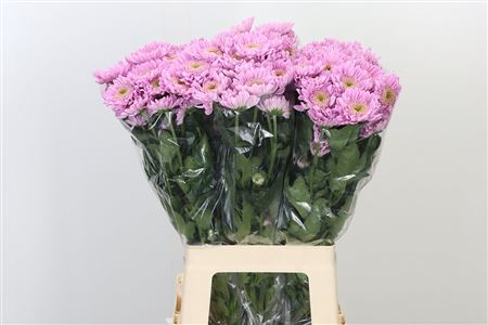 Chr T Optimist – čerstvý rezaný kvet, dĺžka: 70 cm, pôvod: NL