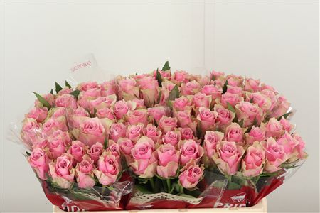 Ruža Athena Royale 40 cm