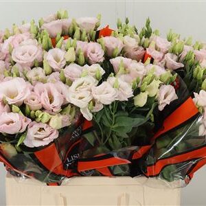 Eustoma Lisanne Soft Pink rezaný kvet