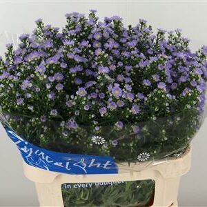 Aster Cassandra – čerstvý rezaný kvet, dĺžka: 80 cm, pôvod: NL