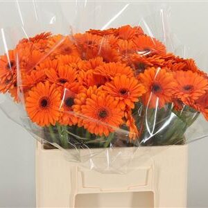 Gerbera Ge Mi * Bison – čerstvý rezaný kvet, dĺžka: 45 cm