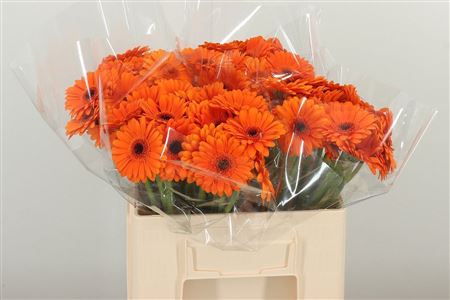 Gerbera Ge Mi * Bison – čerstvý rezaný kvet, dĺžka: 45 cm