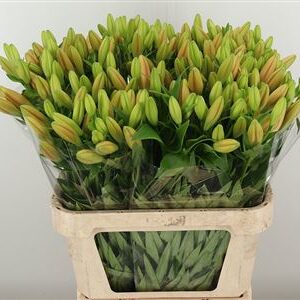 Ľalia Li La Menton 90 cm