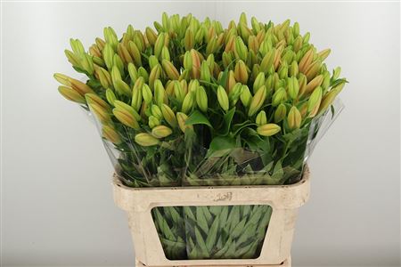 Li La Menton – čerstvý rezaný kvet, dĺžka: 80 cm, pôvod: NL