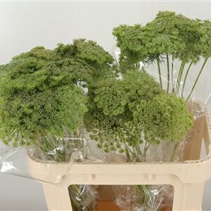 Ammi Visnaga Green Mist – čerstvý rezaný kvet, dĺžka: 70 cm, pôvod: KE