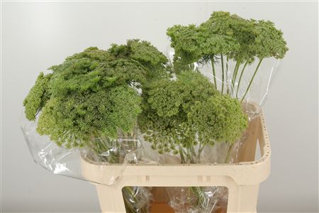 Ammi Visnaga Casablanca s jemnými bielymi súkvetiami