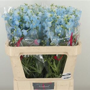 Delphinium Bel Balkleid Baby Blue 70 cm