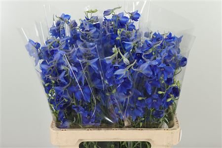 Modrý stračkodrev Volkerfrieden s výškou 90 cm