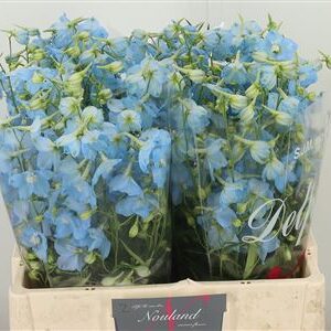 Delphinium Bel Balkleid Baby Blue 70 cm