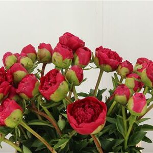 Paeonia Com Performance – čerstvý rezaný kvet, dĺžka: 60 cm, pôvod: NL