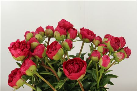 Paeonia Com Performance – čerstvý rezaný kvet, dĺžka: 60 cm, pôvod: NL