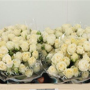 R Tr Belarus+ – čerstvý rezaný kvet, dĺžka: 50 cm, pôvod: NL