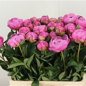 Paeonia Dr A Fleming – čerstvý rezaný kvet, dĺžka: 60 cm, pôvod: NL