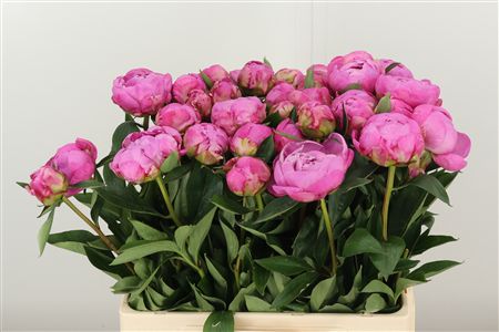 Paeonia Dr A Fleming – čerstvý rezaný kvet, dĺžka: 60 cm, pôvod: NL