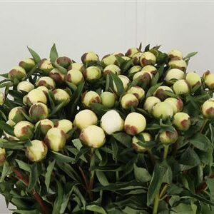 Paeonia Duchesse Nemo White – čerstvý rezaný kvet, dĺžka: 60 cm, pôvod: NL