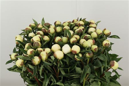 Paeonia Duchesse Nemo White – čerstvý rezaný kvet, dĺžka: 60 cm, pôvod: NL