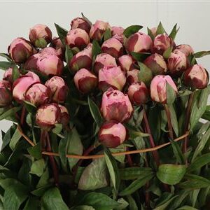 Paeonia Gardenia – čerstvý rezaný kvet, dĺžka: 60 cm, pôvod: NL