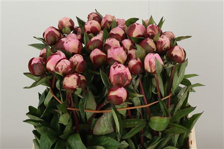 Paeonia Gardenia – čerstvý rezaný kvet, dĺžka: 60 cm, pôvod: NL