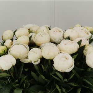 Paeonia Mdm Claude Tain White – čerstvý rezaný kvet, dĺžka: 60 cm, pôvod: NL