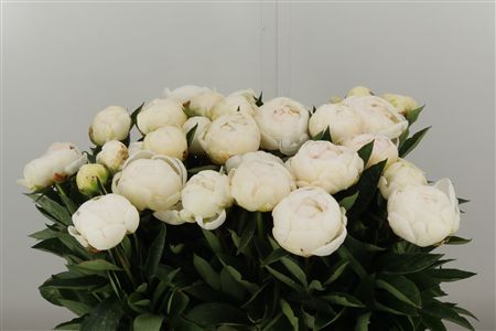 Paeonia Mdm Claude Tain White – čerstvý rezaný kvet, dĺžka: 60 cm, pôvod: NL
