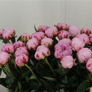 Paeonia Sarah Bernhard – čerstvý rezaný kvet, dĺžka: 60 cm, pôvod: NL