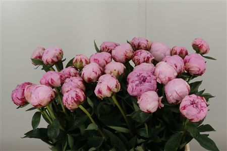 Paeonia Sarah Bernhard – čerstvý rezaný kvet, dĺžka: 60 cm, pôvod: NL