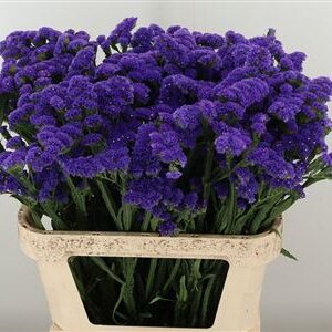 Modré Limonium Giant Blue Birds