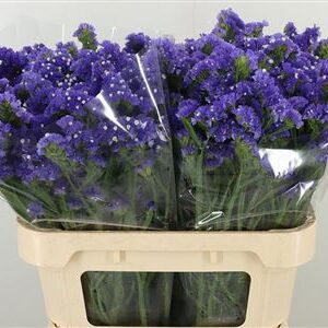 Limonium Sky Wings 80 cm