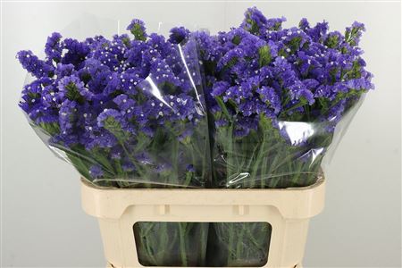 Limon S Midnight Wings – čerstvý rezaný kvet, dĺžka: 75 cm, pôvod: NL